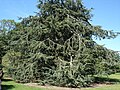 Atlas cedar Cedrus atlantica