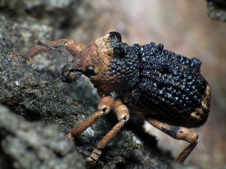 File:Black Brown Weevil.jpg