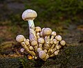 Thumbnail for version as of 08:02, 15 May 2026