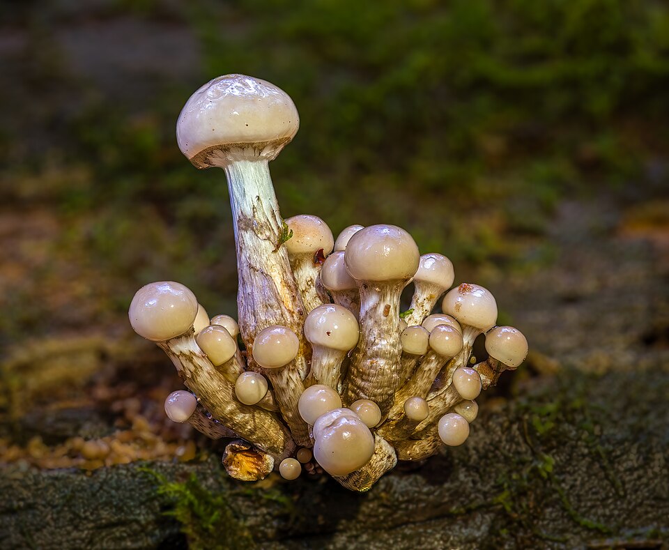 File:Buchen-Schleimrübling (Oudemansiella mucida) Bruderwald-20251026-RM-161037.jpg