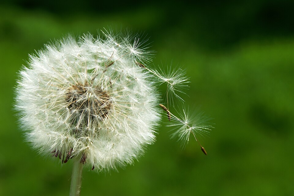 File:Dandelion II (4598833145) (2) (cropped).jpg