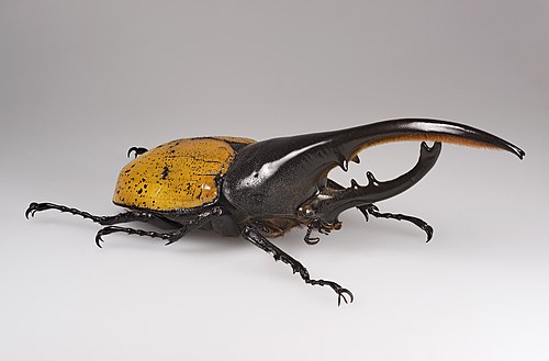 Hercules beetle, by Archaeodontosaurus