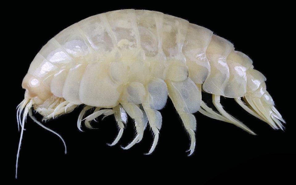 File:Eurythenes plasticus (10.11646-zootaxa.4748.1.9) Figure 4 (cropped-female).jpg
