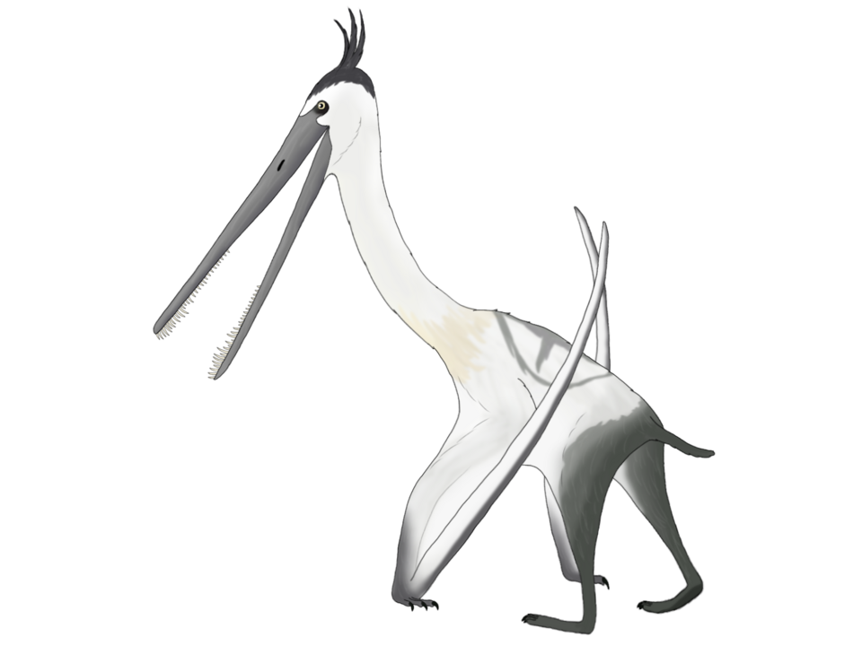 File:Forfexopterus.png
