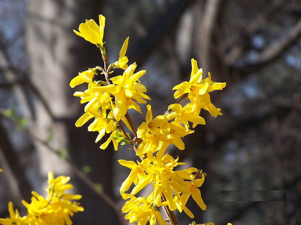 File:Forsythia turin.JPG