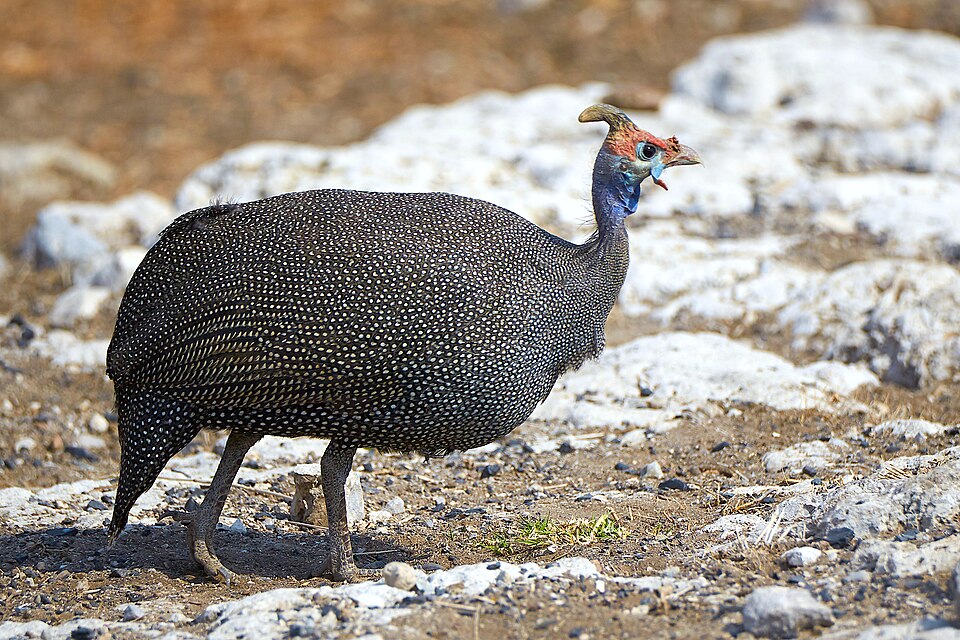 File:Helmeted Guineafowl Walk 2019-07-25.jpg