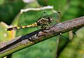 Julia Skimmer (Orthetrum julia) at Pretoria National Botanical Garden
