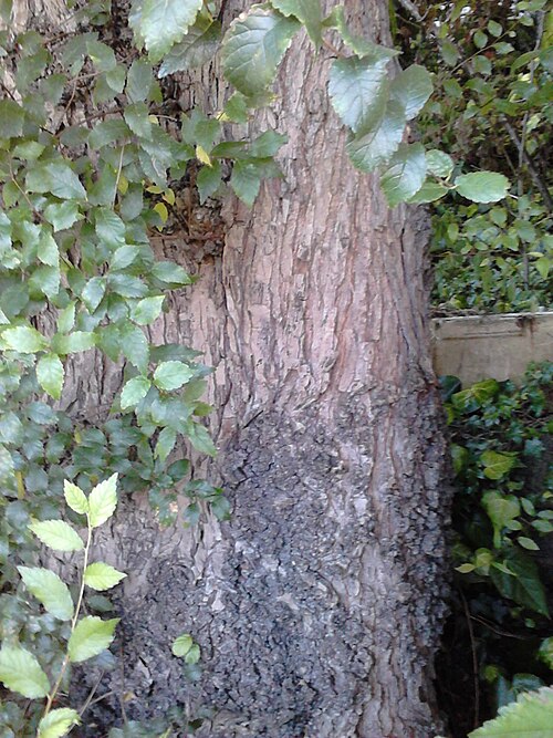 File:Possible Ulmus 'Myrtifolia'. Edinburgh (5).jpg