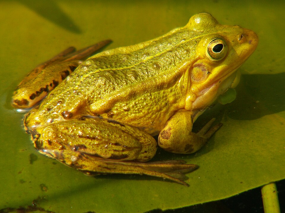 File:RanaLessonae1.JPG