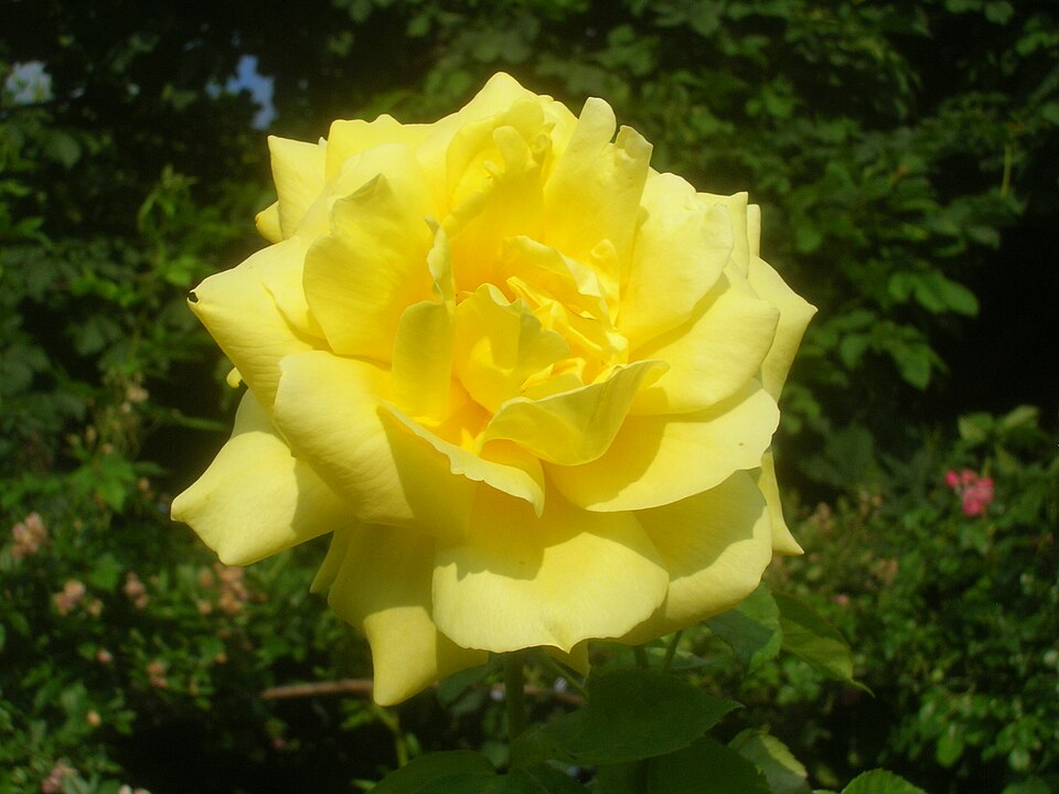 File:Rosa Anneliese Rothenberger.JPG
