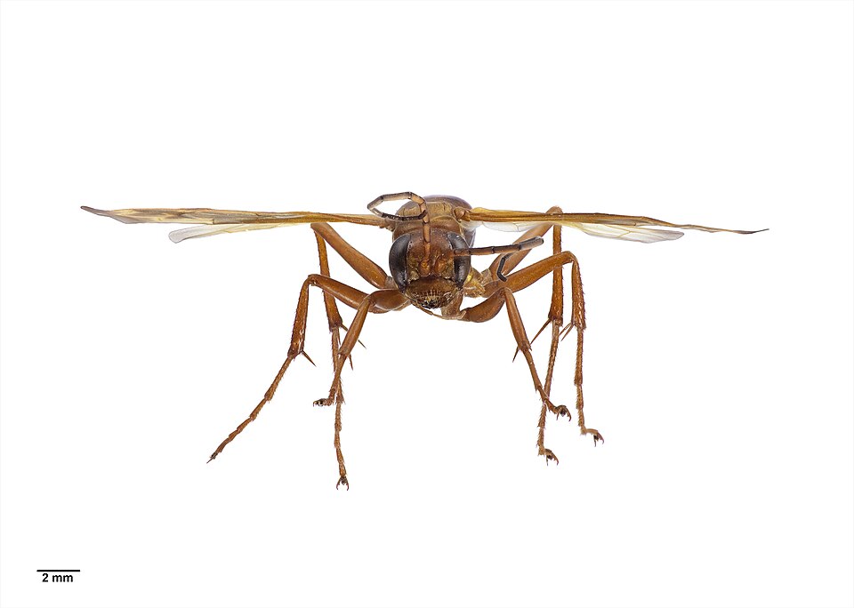 File:Sphictostethus nitidus specimen2.jpg