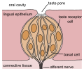 Thumbnail for version as of 11:16, 1 June 2008