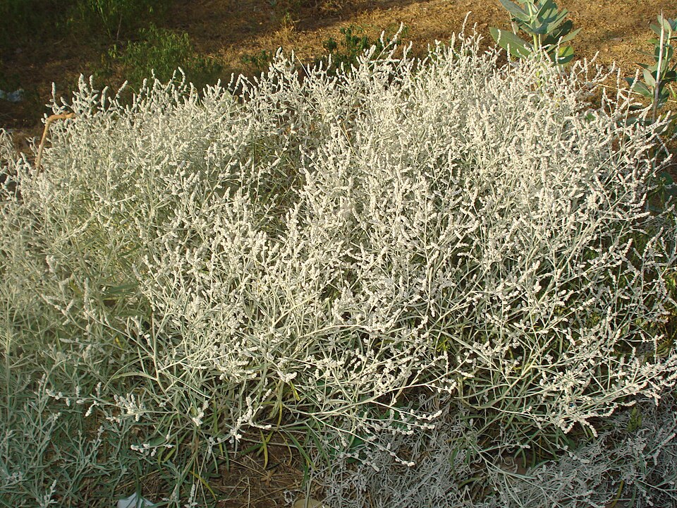 File:Aerva tomentosa.JPG