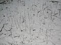 Thumbnail for version as of 19:29, 9 February 2009