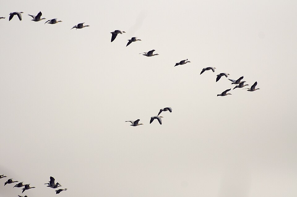 File:Basai Wetland Gurgaon DSC9312 bar-headed geese.JPG