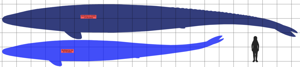 File:Basilosaurus SIZE 01.png