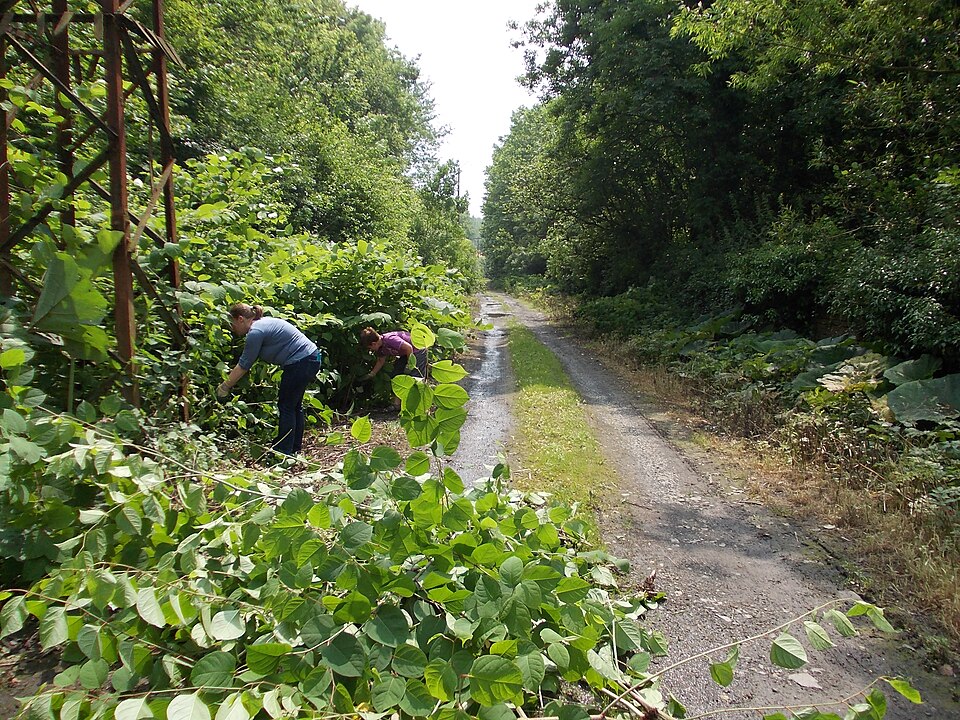 File:ChantierCarrièredesNerviens2.JPG