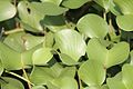 Ipomoea pes-caprae