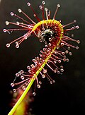Leaf of Drosera capensis bending around a captured insect