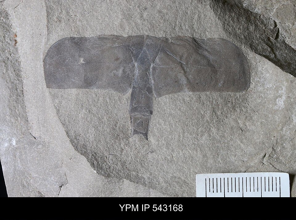 File:Eurypterus sp. (YPM IP 543168).jpg
