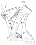 The triangles of the neck. (Anterior triangles to the left; posterior triangles to the right. Suprahyoid labeled at left.)