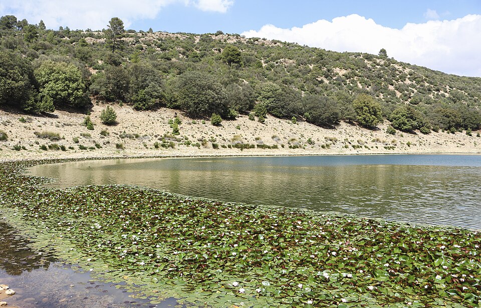 File:Nymphaea alba from Lake Iffer 2.jpg