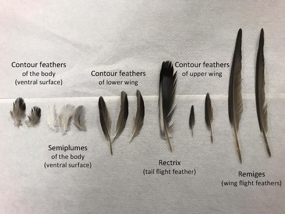 File:Pigeon Feathers - A Dissection Sampling.pdf
