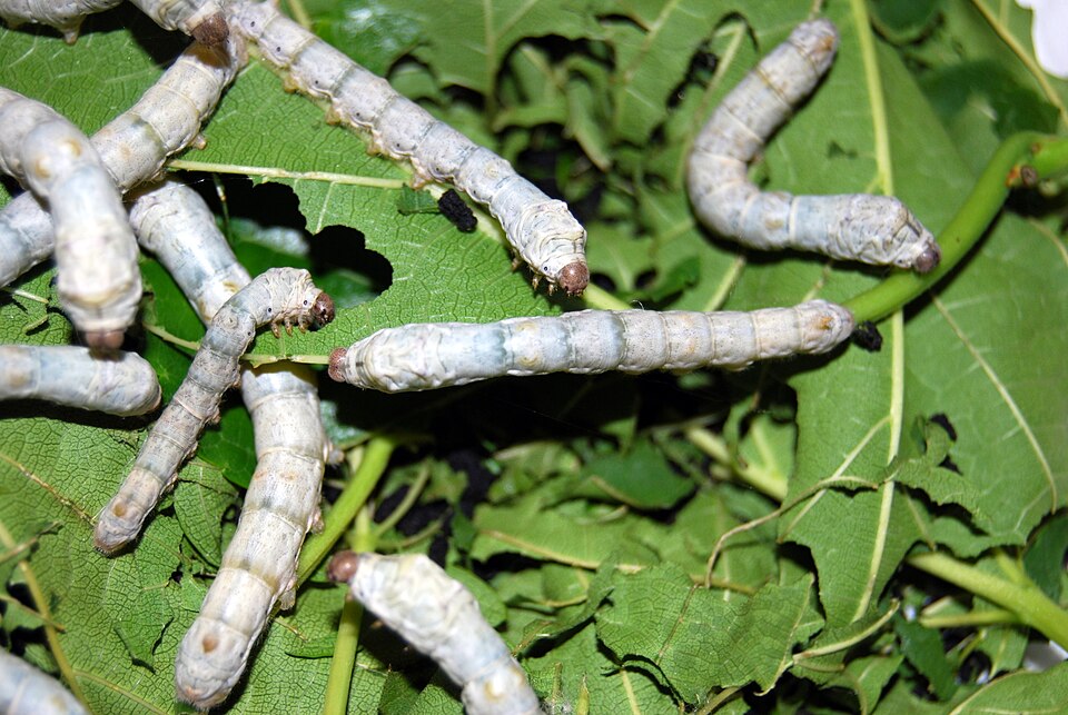 File:Silkworms3000px.jpg