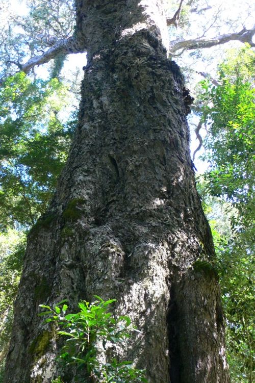 File:Southafrica430yellowwood.jpg