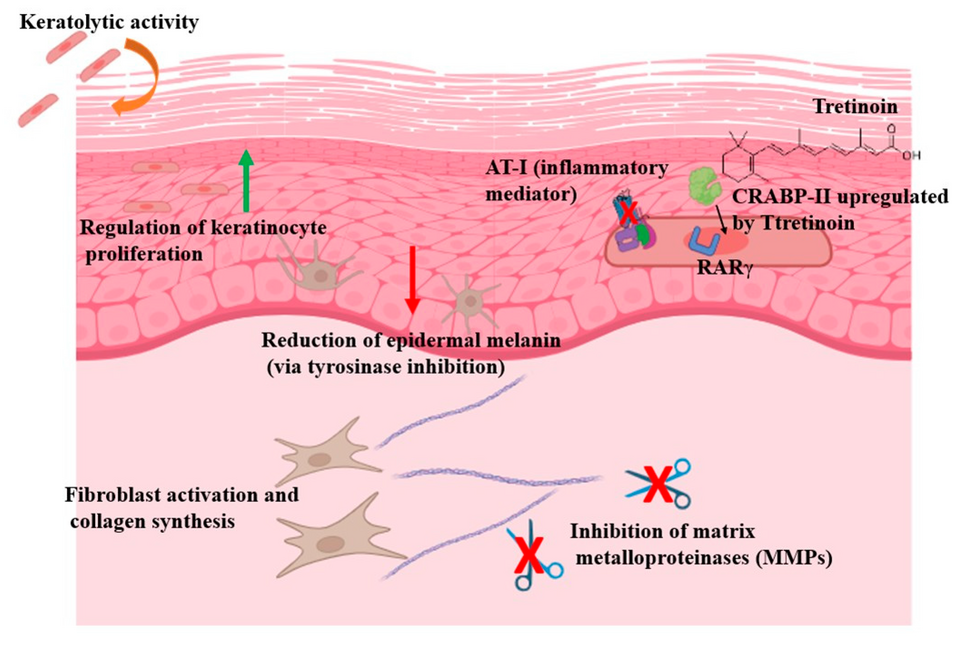 File:Tretinoin dermatological effects (Baldo-Simo 2025).png