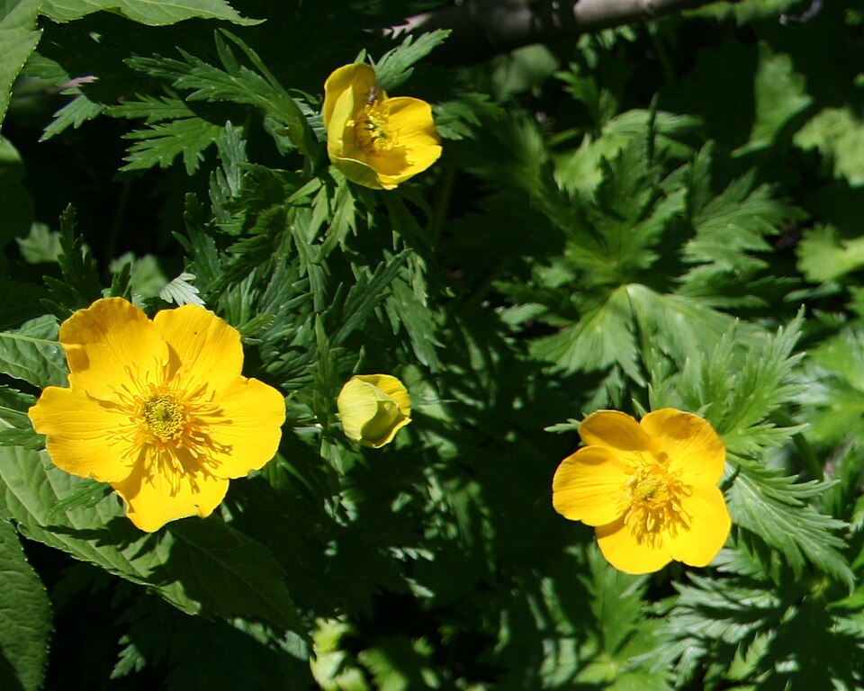 File:Trollius japonicus in Mount Haku 2010-07-18.JPG