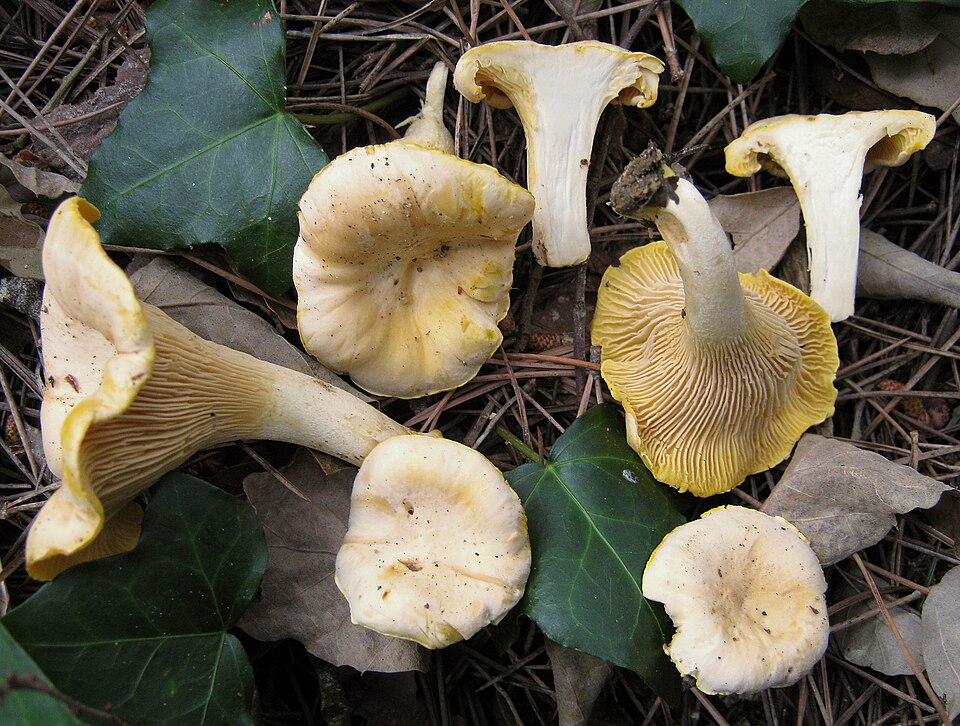 File:2010-06-18 Cantharellus pallens 92488 cropped.jpg