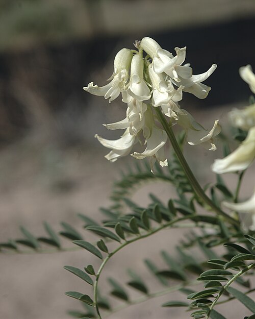 File:Astragalus praelongus flowers1.jpg