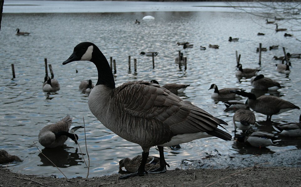 File:Canada Goose North Pond.JPG