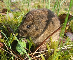 Brown vole