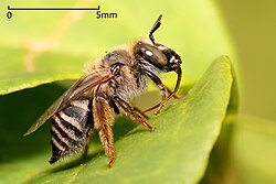 Tetraloniella sp