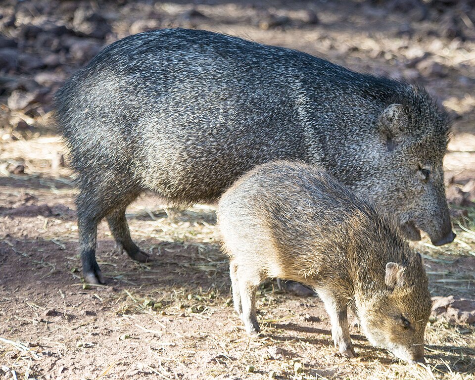 File:Mother javelina and baby.jpg