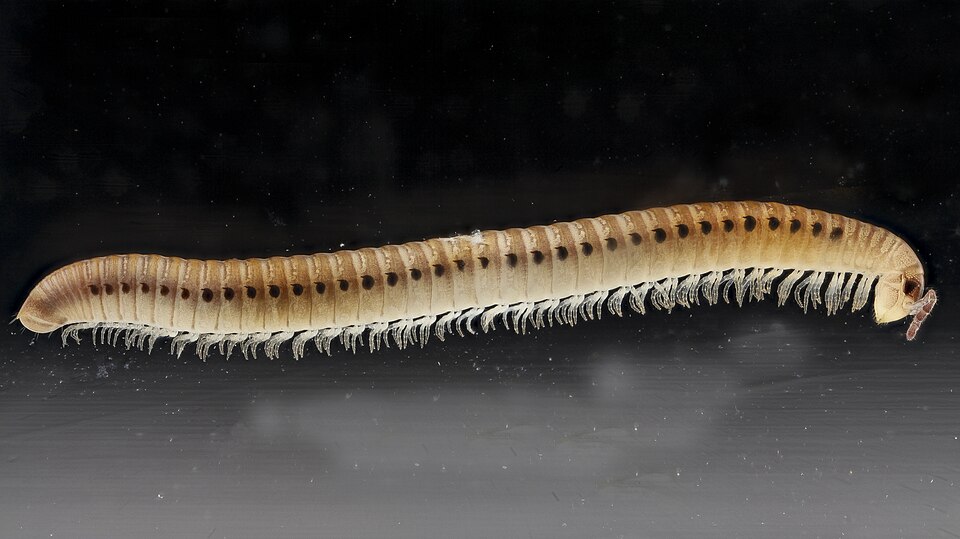 File:Nemasomatidae (Julida) 2012-10-16-15.jpg