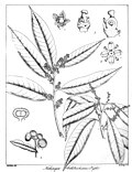 Thumbnail for version as of 05:30, 12 March 2015