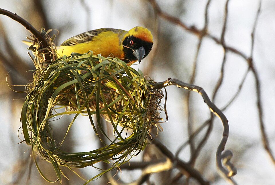 File:Ploceus velatus -Johannesburg -male making nest-8.jpg