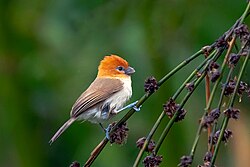 Rufous-headed parrotbill, Psittiparus bakeri. An orange, white, and buff bird perched on a branch