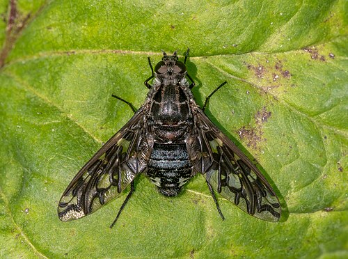 Xenox tigrinus, by Rhododendrites