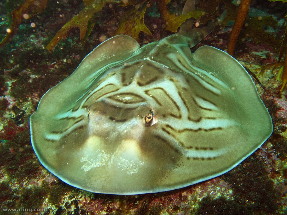 File:Trygonorrhina sp.jpg
