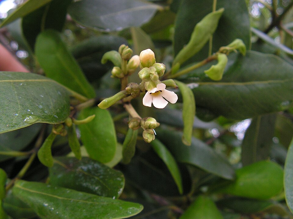 File:Avicennia cf. schaueriana mangue-preto.jpg