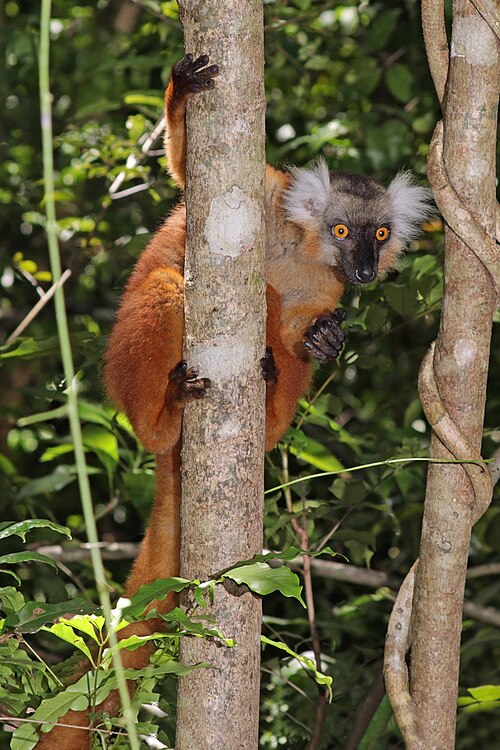 File:Black lemur (Eulemur macaco) female 2.jpg