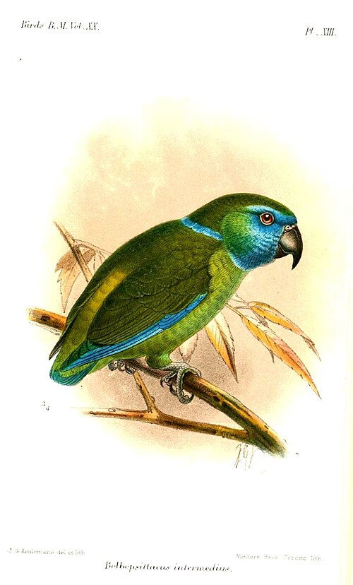 File:BolbopsittacusIntermediusKeulemans.jpg