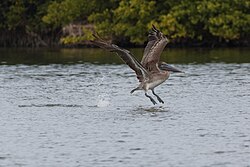 Brown pelican(Pelecanus occidentalis)