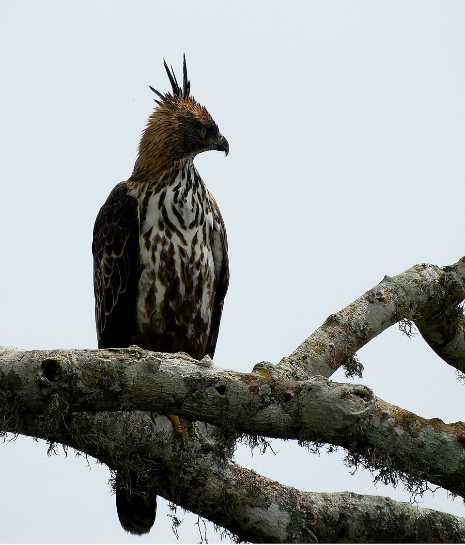 File:Hawk eye!.jpg
