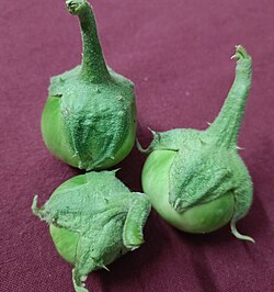 Nayagarh Kanteimundi brinjal - close-up view