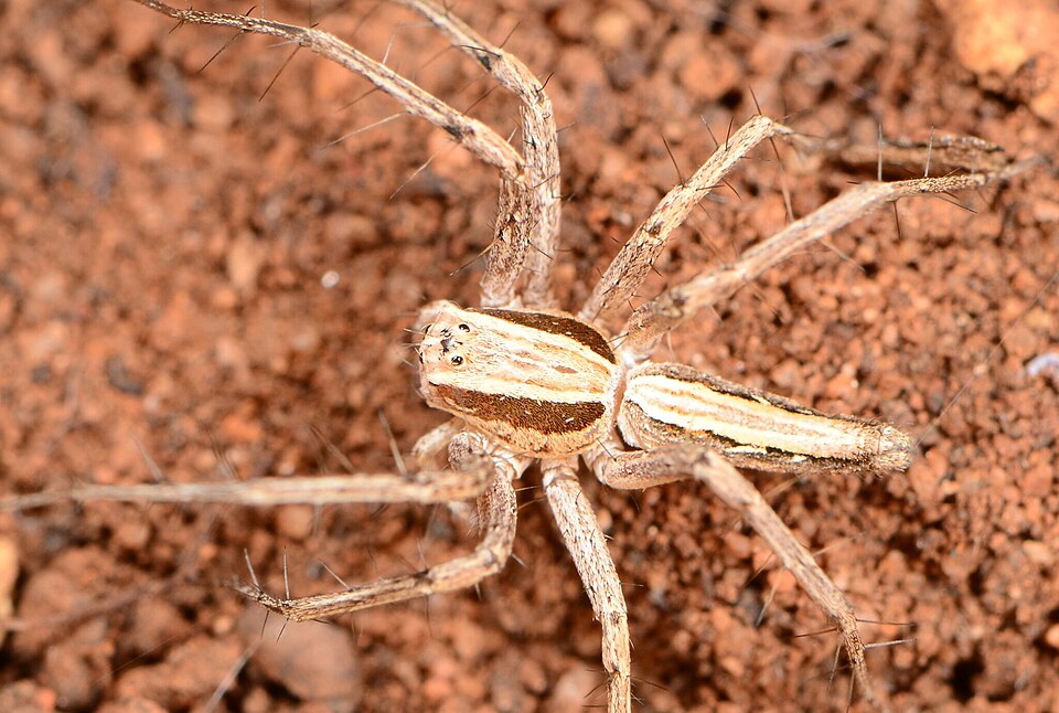 File:Oxyopes jacksoni 302612821 545381318.jpg